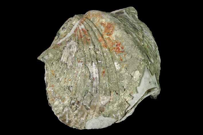 Pyrite Replaced Brachiopod (Paraspirifer) Fossil - Ohio #145614